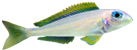 Xenotilapia flavipinnis kasanga F1 Xenotilapia flavipinnis kasanga F1